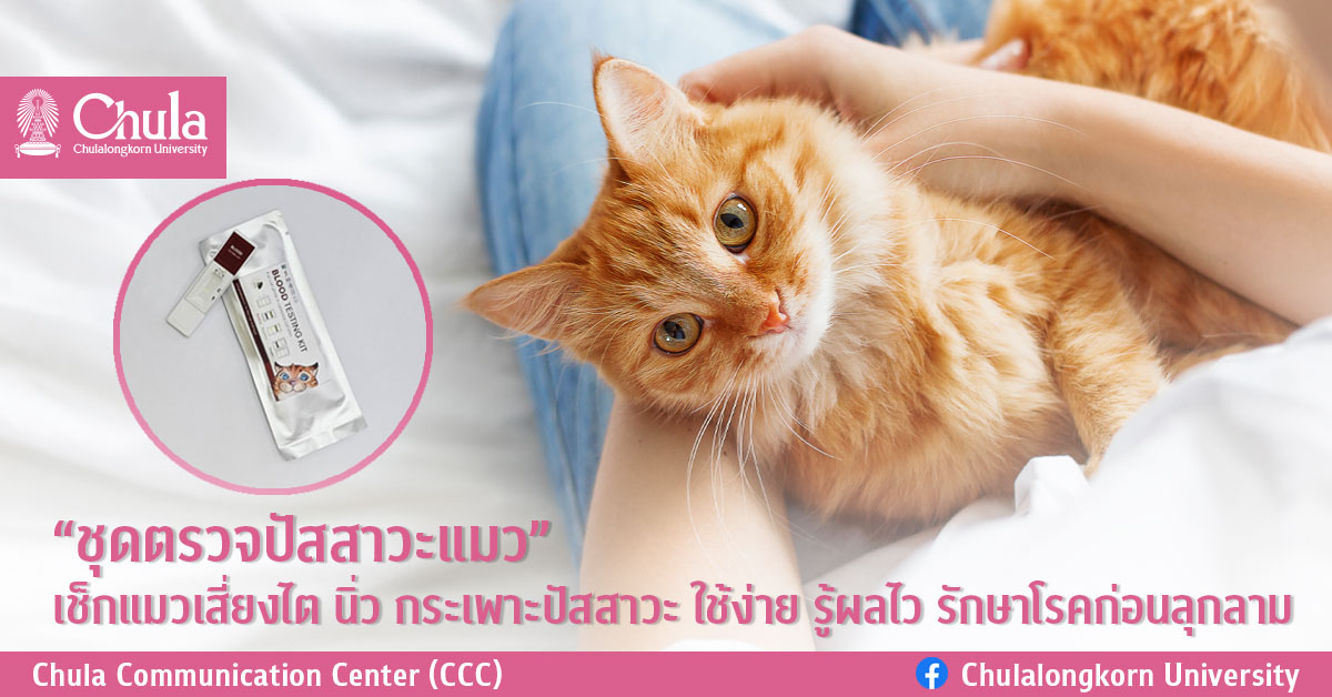 ชุดตรวจฉี่แมว