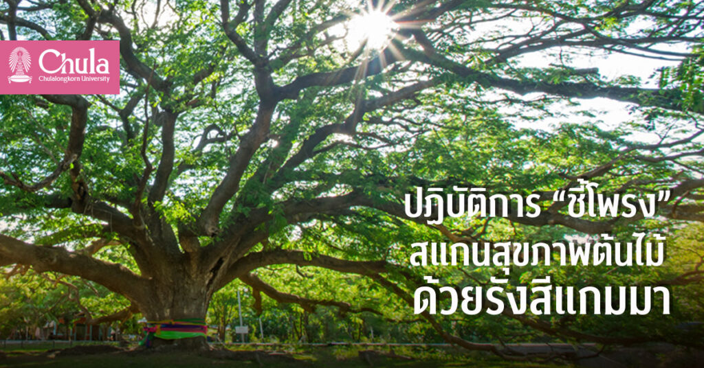 ตรวจสุขภาพต้นไม้